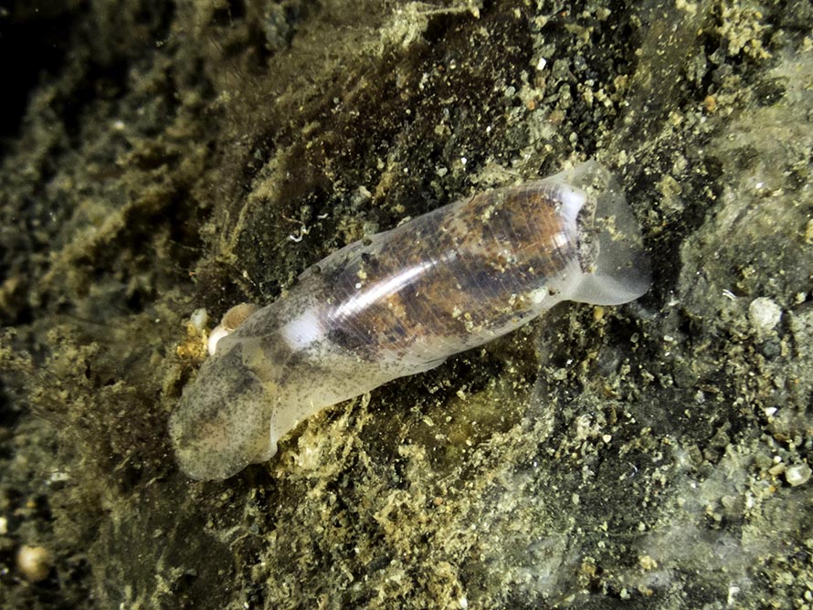 Atys sp. 17